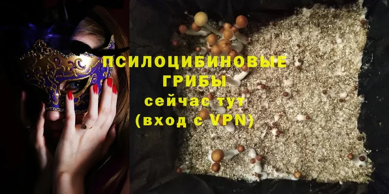 Псилоцибиновые грибы Psilocybe  даркнет сайт  мориарти клад  Новая Ляля 